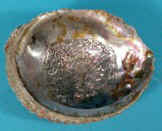 Mexican Abalone Shells