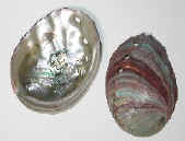 Mexican Abalone Shells