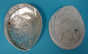 Abalone Healing 