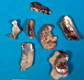 African Abalone Shell Pieces