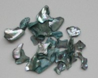 African Abalone Pieces:  Turquoise