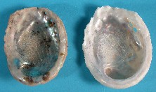 African Abalone Shells Mini