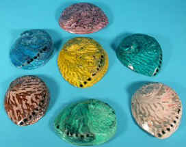 Dyed Abalone Shells