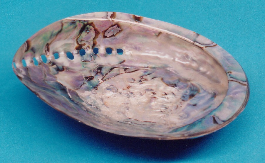 African and Mexican Abalone Shells