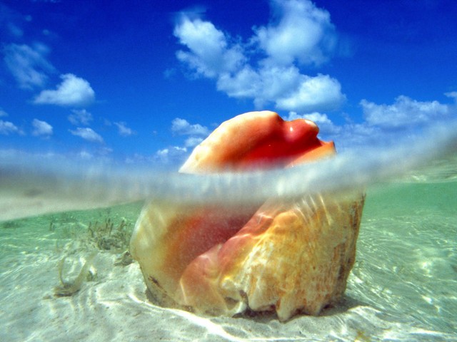 Conch Shells