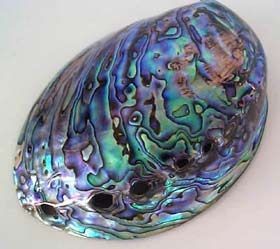 Paua Shells