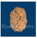 Fourteen Mukhi Rudraksha Beads