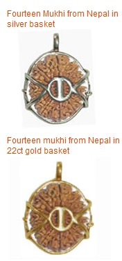 14 Mukhi Rudraksha Beads