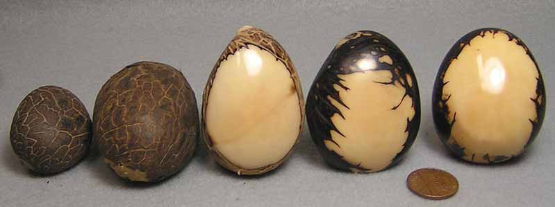 Tagua Nut, Ivory Nut Raw