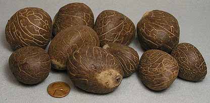 Tagua Nut, Ivory Nut Raw