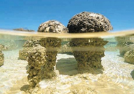 Stromatolites Healing Stones