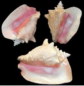 Pink Conch Shells 