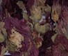 Wiccan Magical Herbs