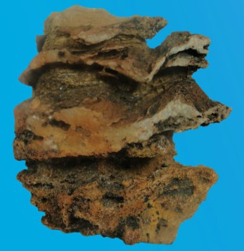 Stromatolite Collection Pieces