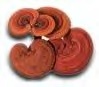 Reishi Mushroom Capsules